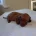 Dachshund (Miniature Smooth Haired)