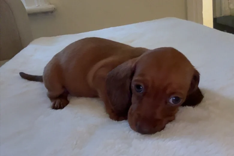 Dachshund (Miniature Smooth Haired)