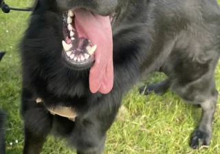 Stud