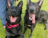 German Shepherd (Alsatian)