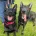 German Shepherd (Alsatian)