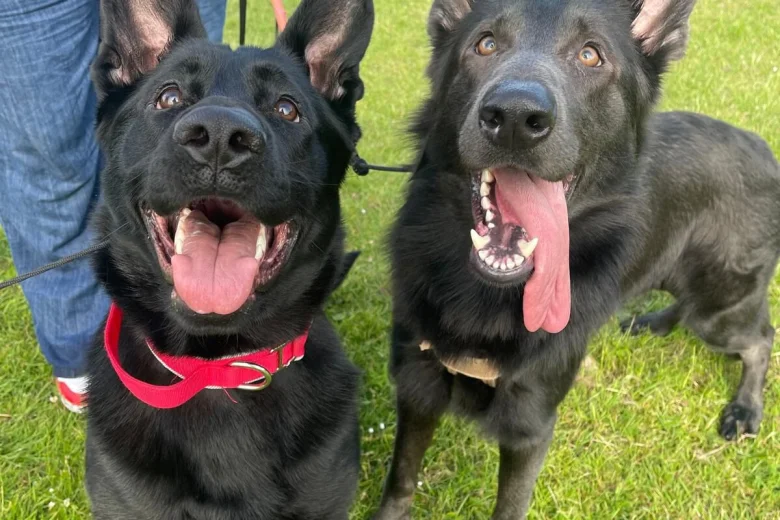 German Shepherd (Alsatian)