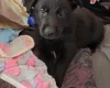 German Shepherd (Alsatian)