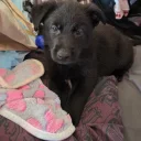 German Shepherd (Alsatian)