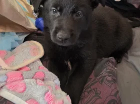 German Shepherd (Alsatian)