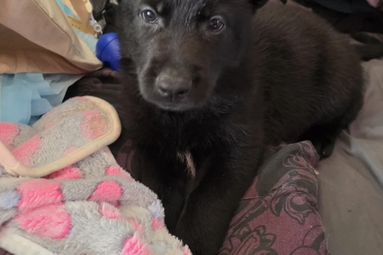 German Shepherd (Alsatian)