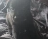 German Shepherd (Alsatian)