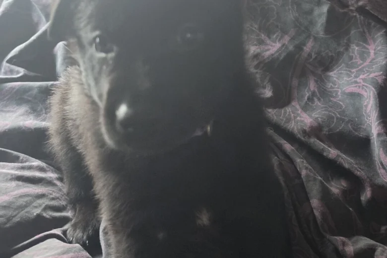 German Shepherd (Alsatian)