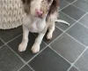 Cocker Spaniel (Show)