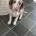 Cocker Spaniel (Show)