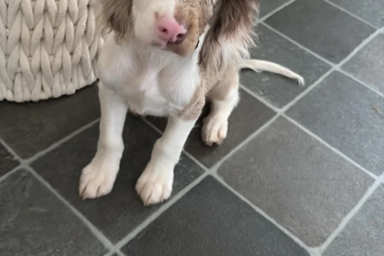 Cocker Spaniel (Show)