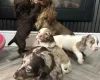 Cocker Spaniel (Show)