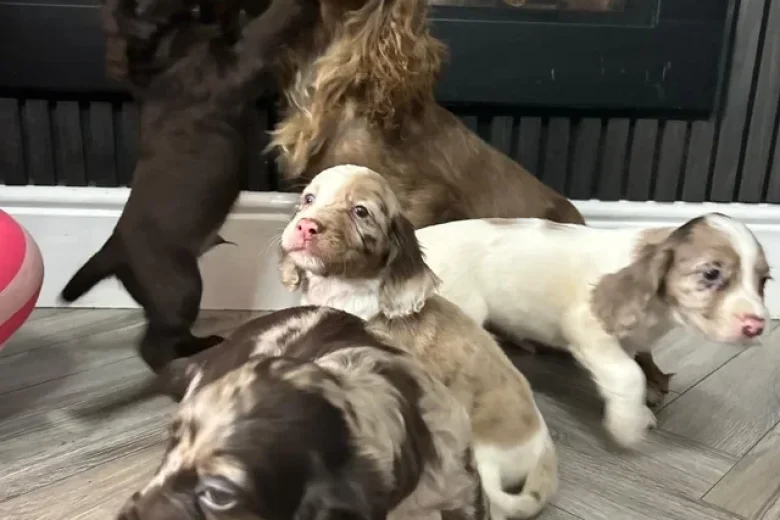 Cocker Spaniel (Show)