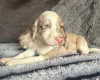 Cocker Spaniel (Show)