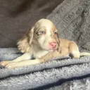 Cocker Spaniel (Show)