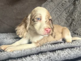 Cocker Spaniel (Show)