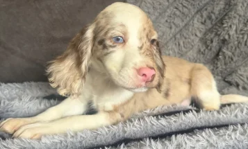 Cocker Spaniel (Show)