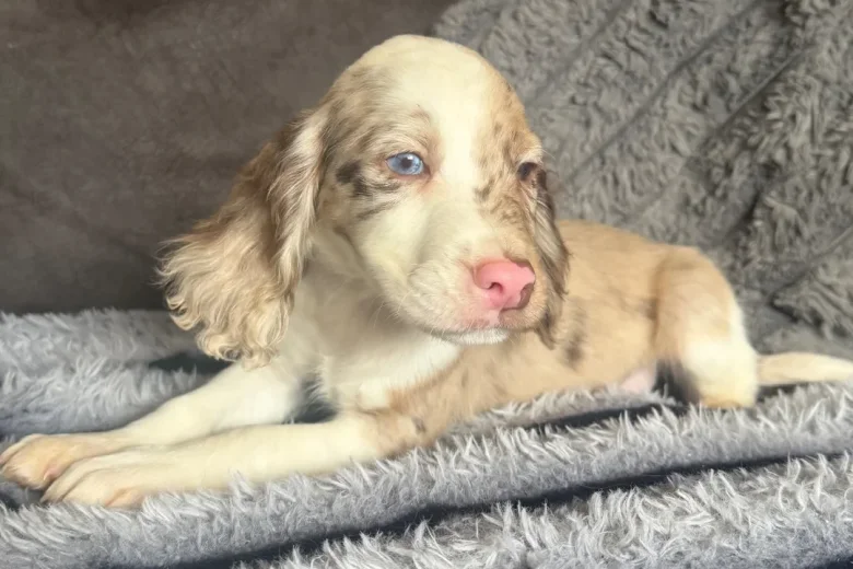 Cocker Spaniel (Show)
