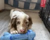 Cocker Spaniel (Show)