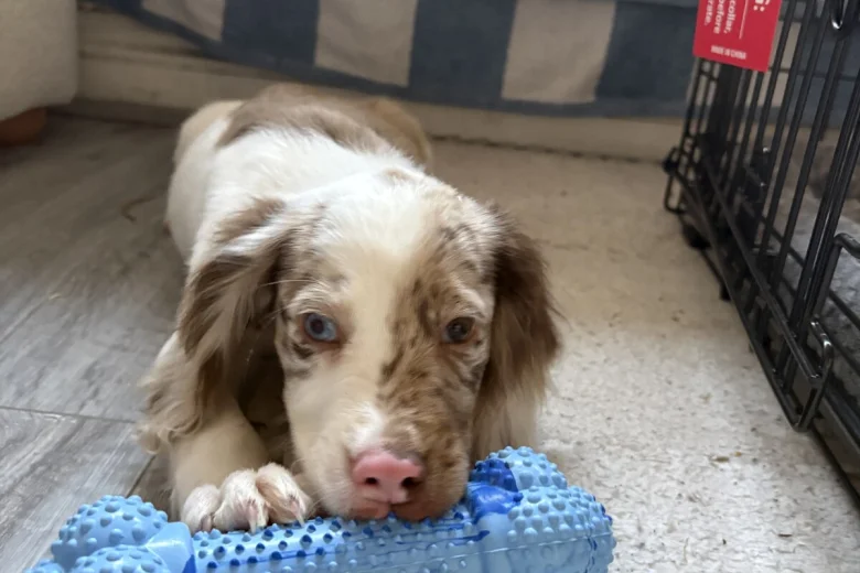 Cocker Spaniel (Show)