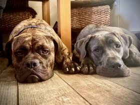 Cane Corso