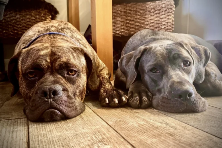 Cane Corso