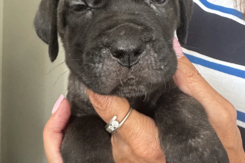 Cane Corso