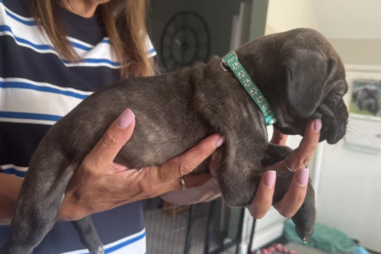 Cane Corso