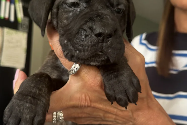 Cane Corso