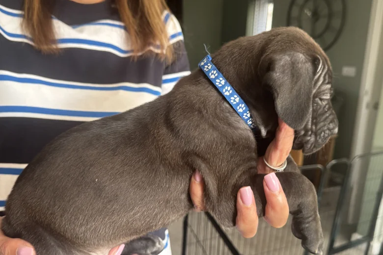 Cane Corso