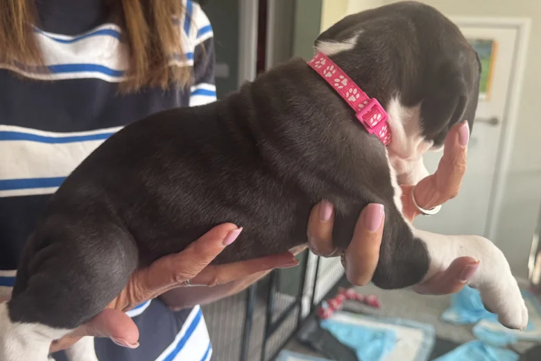 Cane Corso