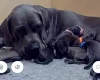 Cane Corso