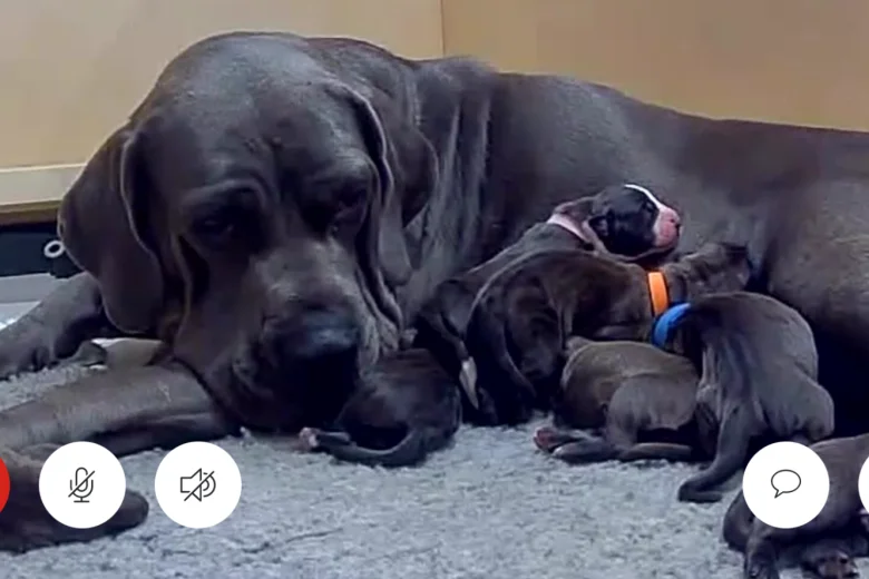 Cane Corso