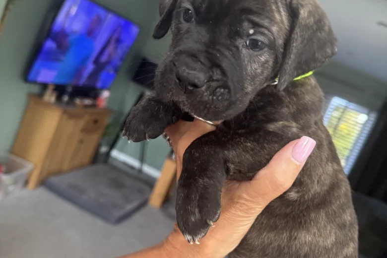 Cane Corso