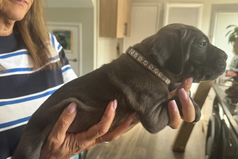 Cane Corso