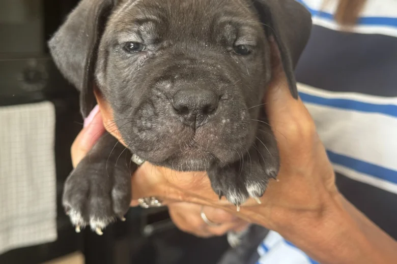 Cane Corso