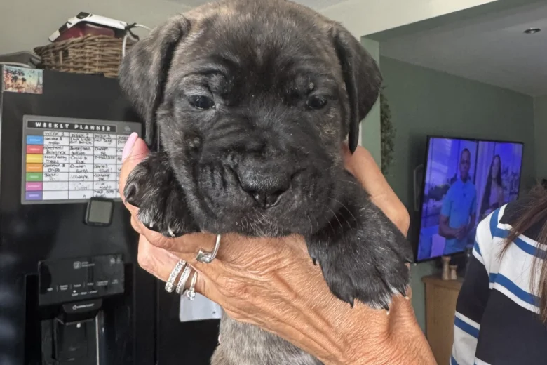 Cane Corso