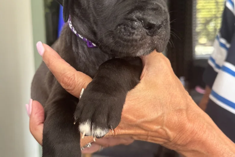 Cane Corso