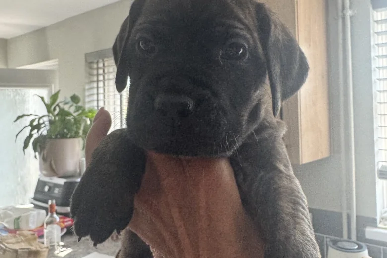 Cane Corso