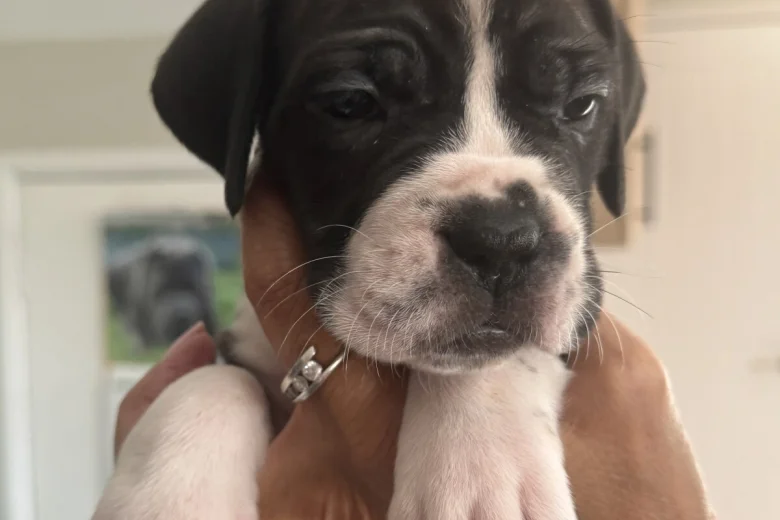 Cane Corso