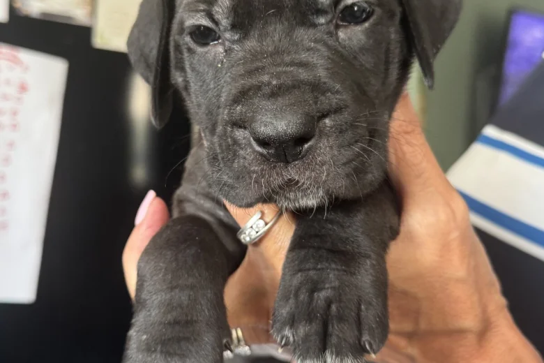 Cane Corso