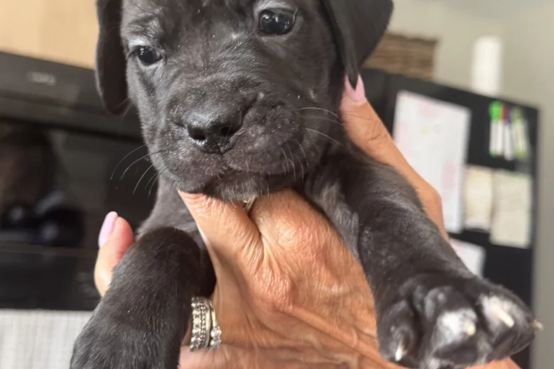 Cane Corso