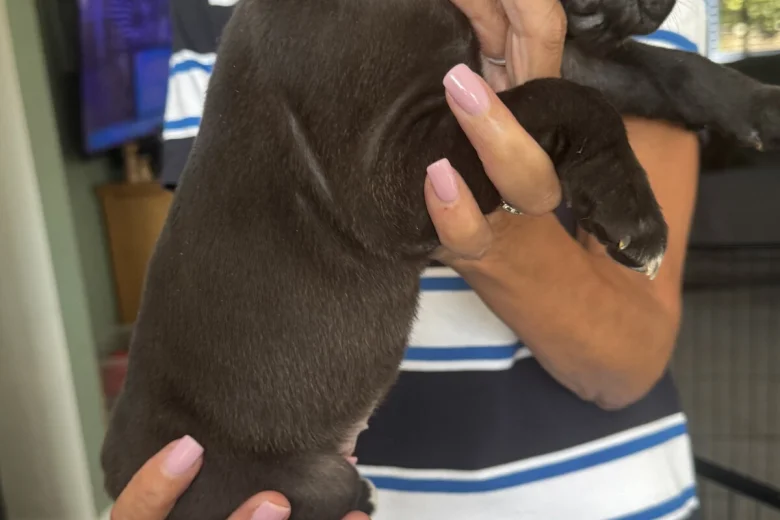 Cane Corso