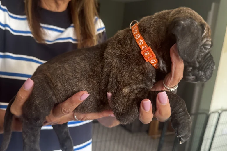 Cane Corso