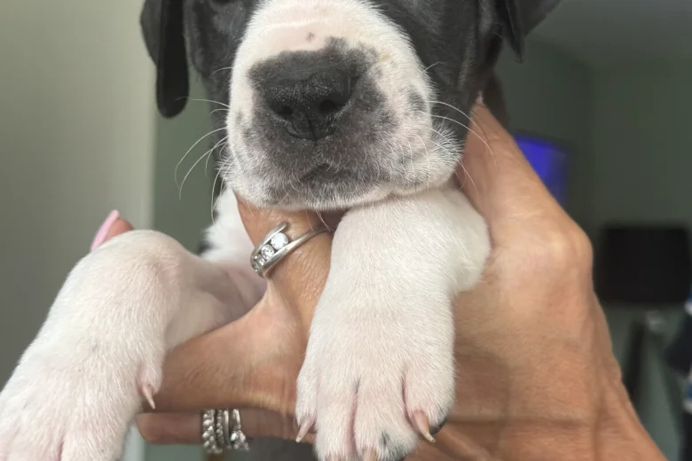 Cane Corso