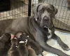 Cane Corso