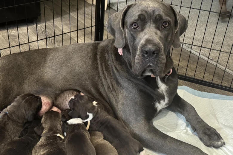 Cane Corso