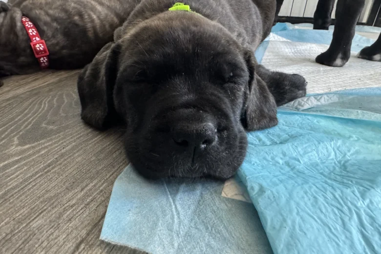 Cane Corso