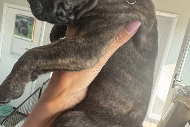 Cane Corso
