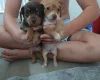 Mixed Breed